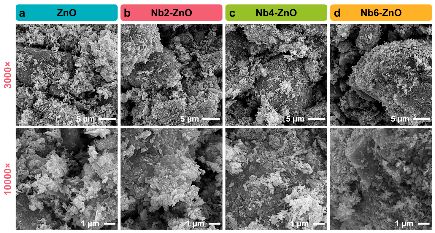 Scanning electron microscopy (SEM) images
    pure and niobium (Nb)-doped zinc oxide (ZnO) nanostructures. (a)
    Pure ZnO, (b) Nb2-ZnO, (c) Nb4-ZnO, and (d) Nb6-ZnO at two different
    magnifications (top row: 3000×, scale bar = 5 μm; bottom row:
    10000×, scale bar = 1 μm) showing the morphological changes with
    increasing Nb doping concentration.